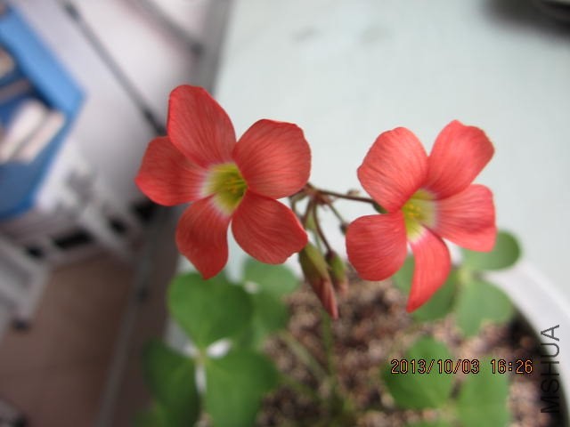 IMG_1410.JPG