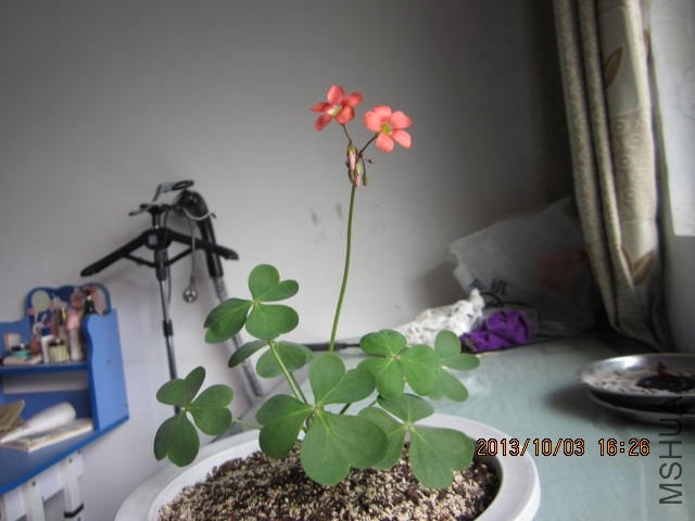 IMG_1412.JPG