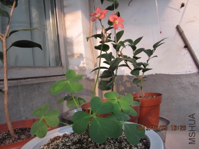 IMG_1416.JPG
