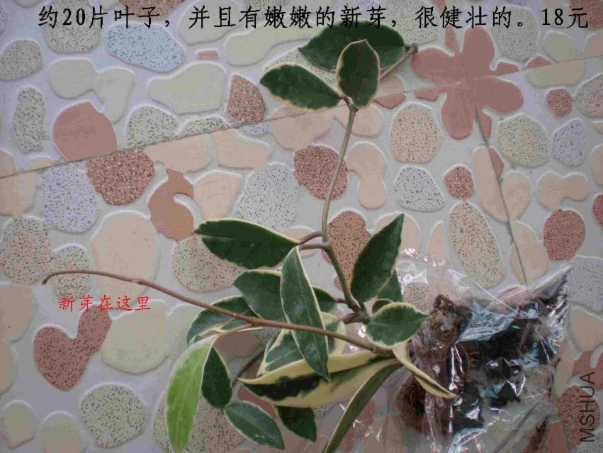 DSCN1678.JPG
