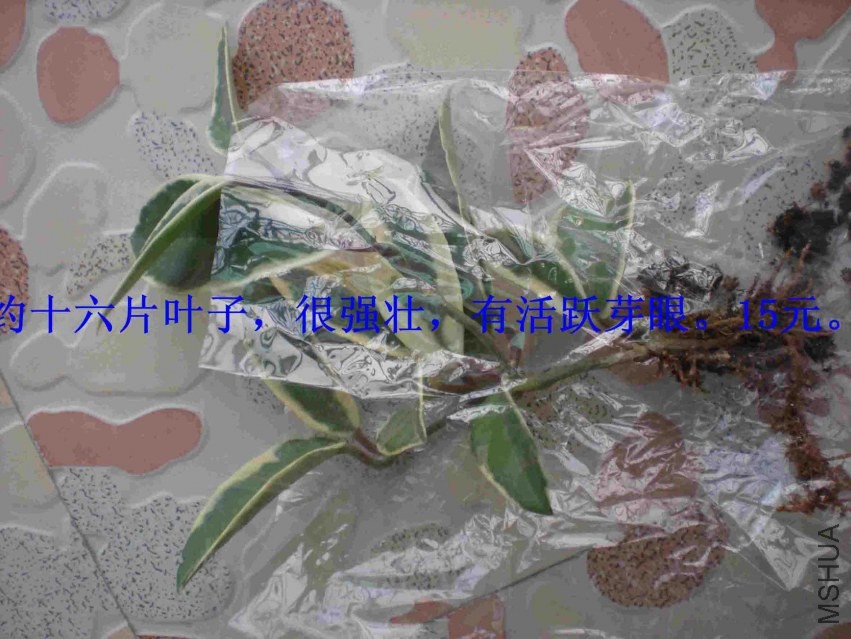 DSCN1681.JPG