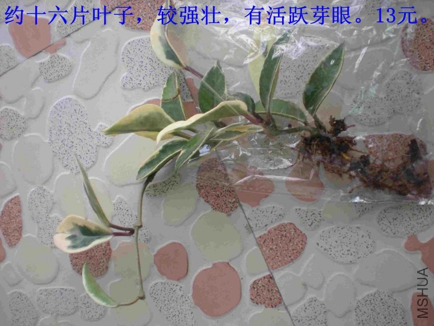 DSCN1682.JPG