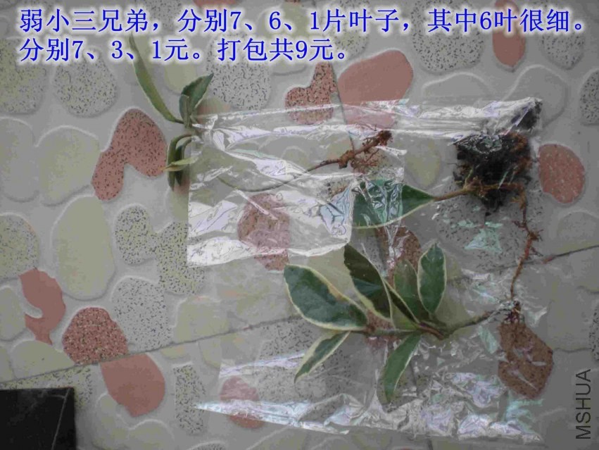 DSCN1683.JPG