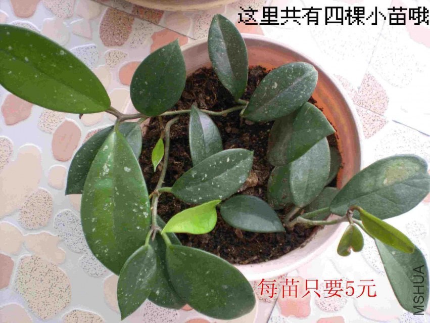 DSCN1684.JPG