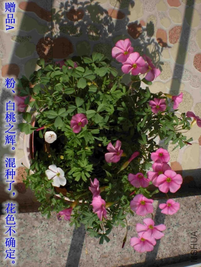 DSCN1498_����.jpg