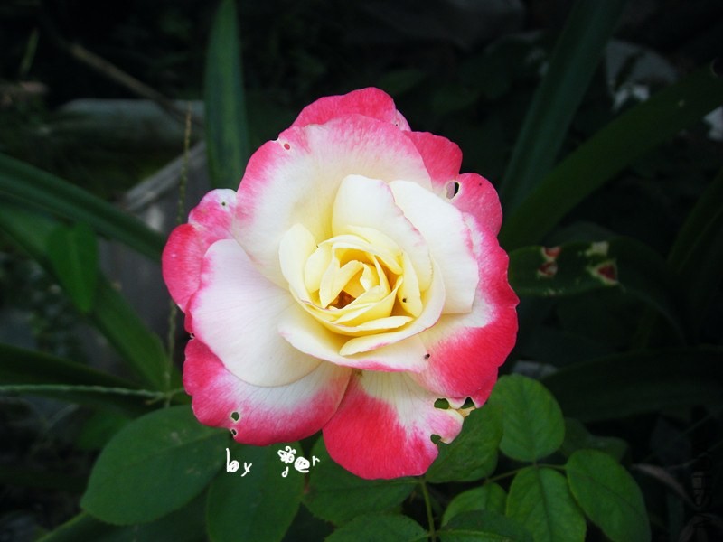 DSCF9170_����.jpg