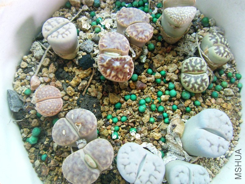 DSCF9168_����.jpg