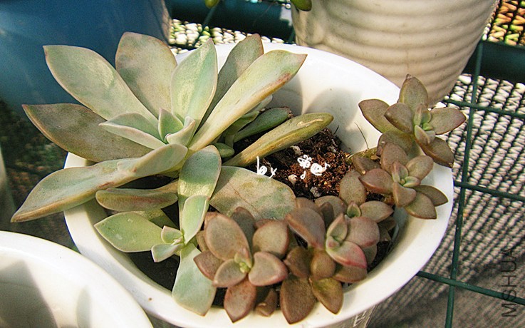 DSCF9174_����.jpg