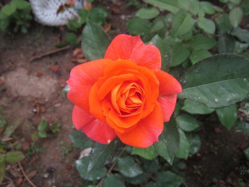 IMG_6266.jpg