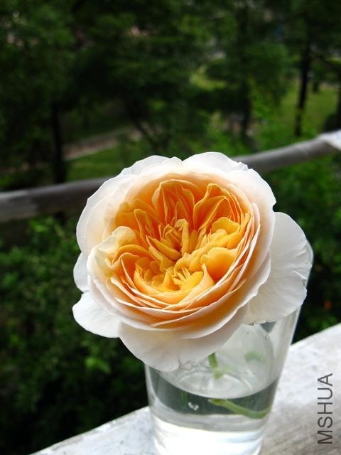 ����Ҷ0616.jpg