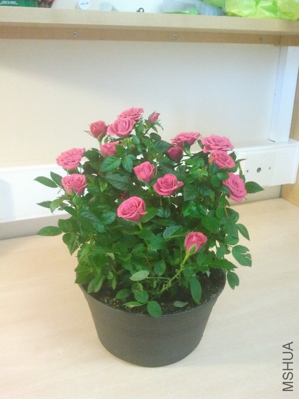 IMG_20131004_130038.jpg