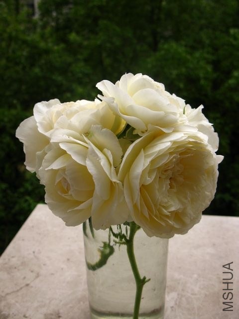 20130506114639d.jpg