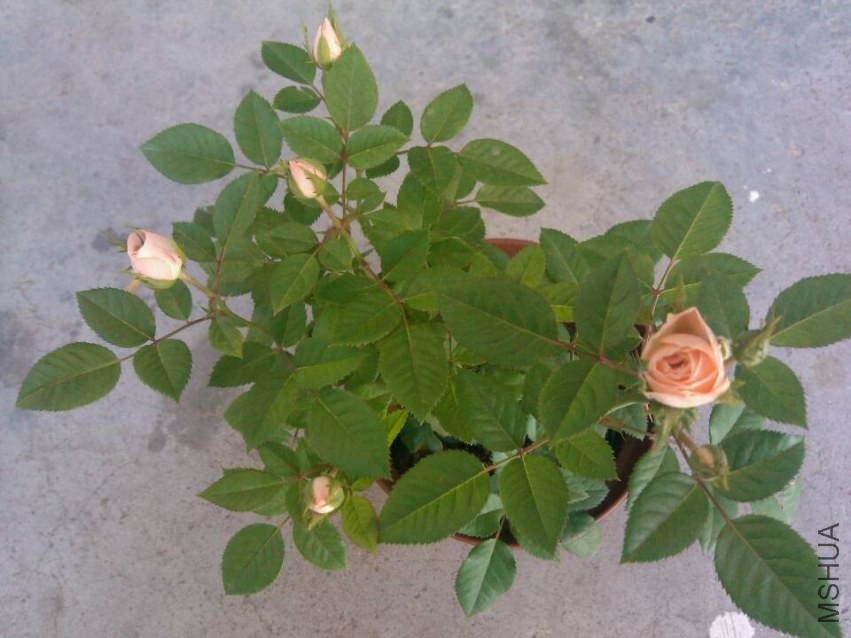 QQͼƬ20131004212125.jpg