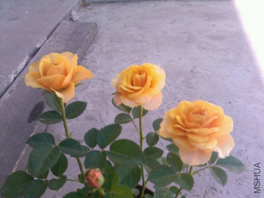 QQͼƬ20131004212131.jpg