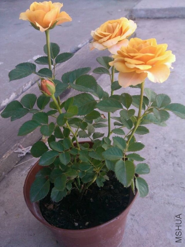 QQͼƬ20131004212301.jpg