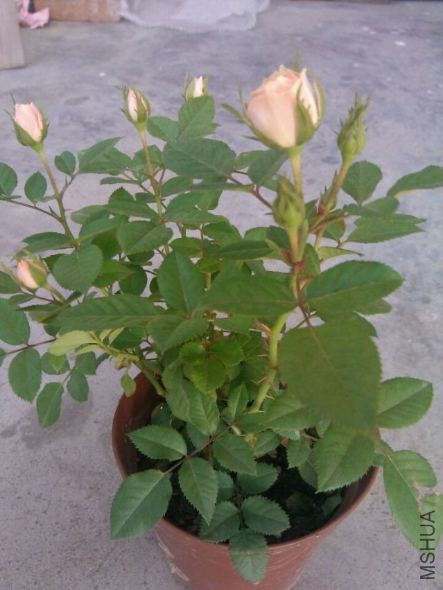 QQͼƬ20131004212314.jpg
