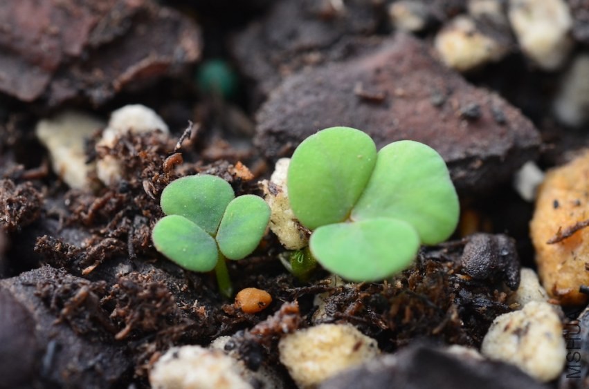 Oxalis manjano�޻�ܽ�� 20131002 001.JPG