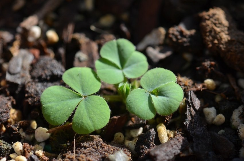 �ۻ��ƺ�ܽ��201301004 001.JPG