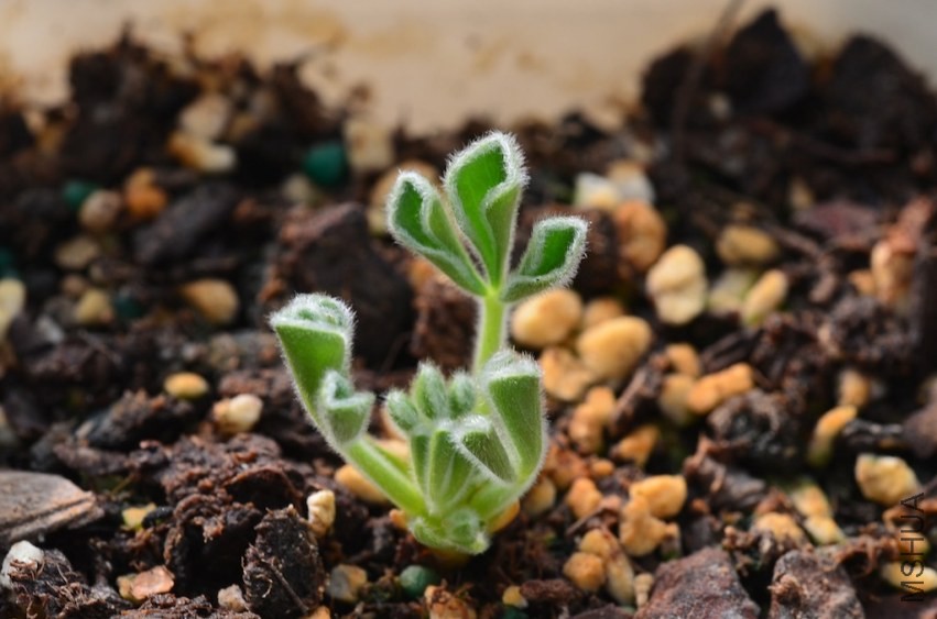 Oxalis Ken Alset 20131001 002.JPG