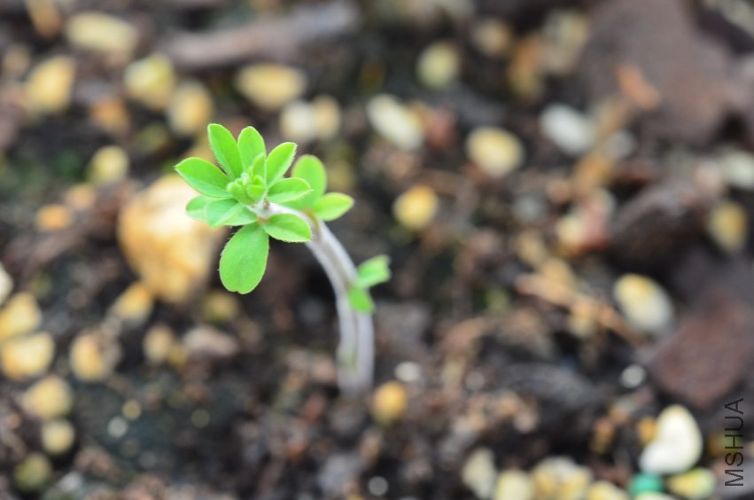 ����Gothenburg 20131002 003.JPG