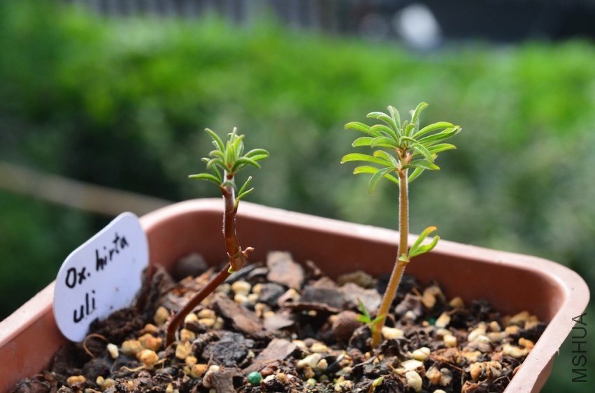 ����uli 20131002 002.JPG