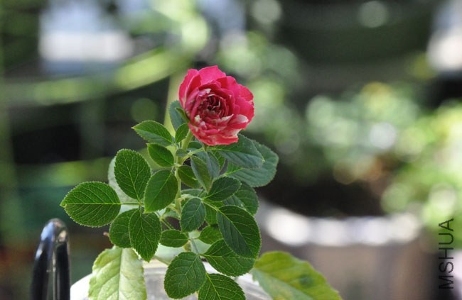 DSC_1220.JPG