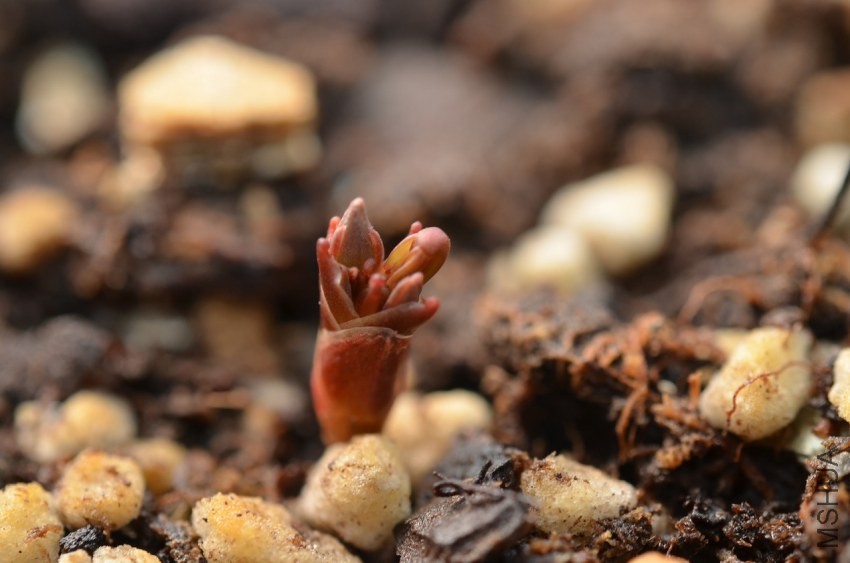 Oxalis autumn queenצ��20131002 002.JPG