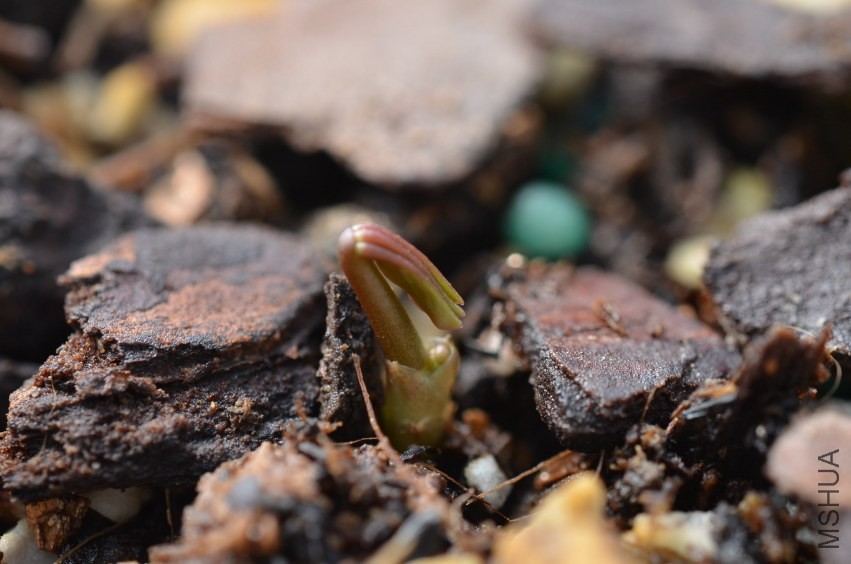 Oxalis lavender form 20131002 002.JPG