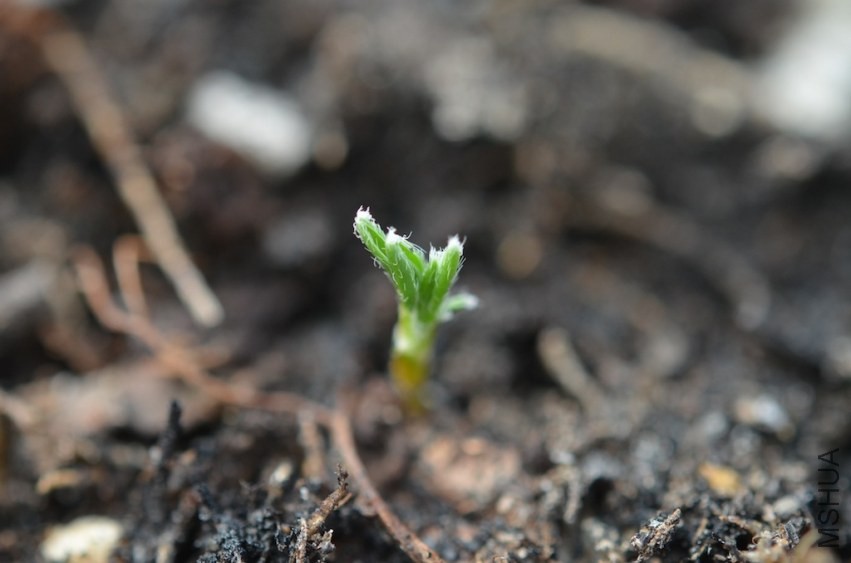 Oxalis massonorum 20131002 002.JPG