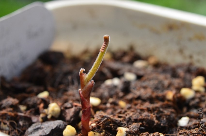 Oxalis pakhuis pass 20131002 002.JPG