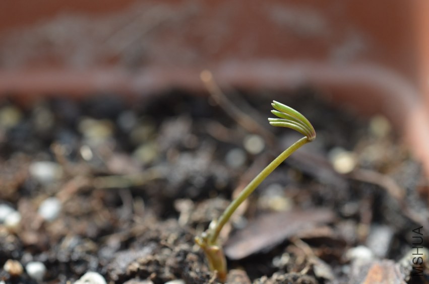 ��˫ɫצ��20131002 002.JPG