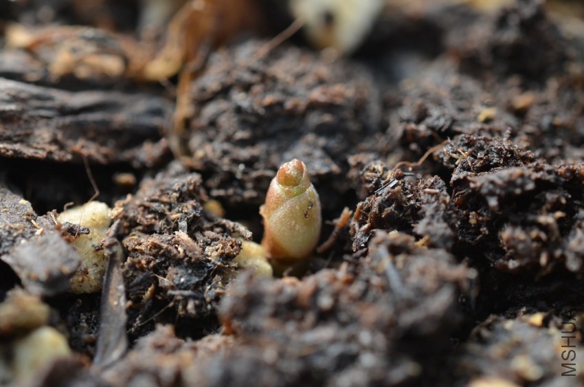 Oxalis flava sp�ۻ�צ��20131002 001.JPG