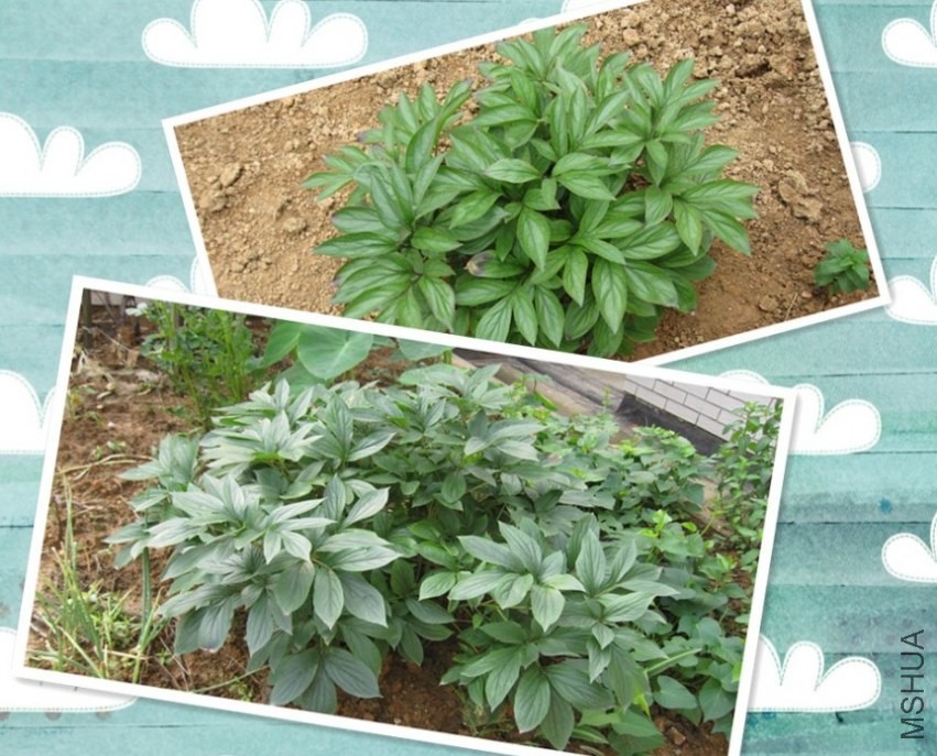 �ɳ��е�ĵ��