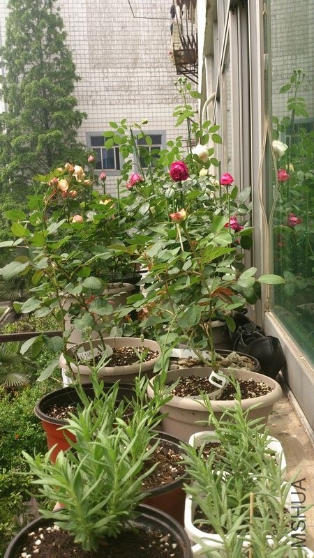 20130424115947s.jpg