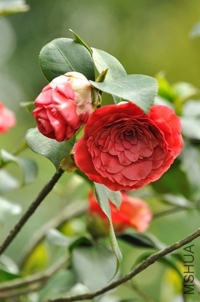 ��֬����2012.4.6��ɽ�軨԰ 1(400).jpg