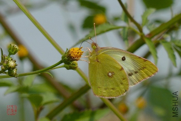 P1290530-�Ȼƶ��۵�.jpg