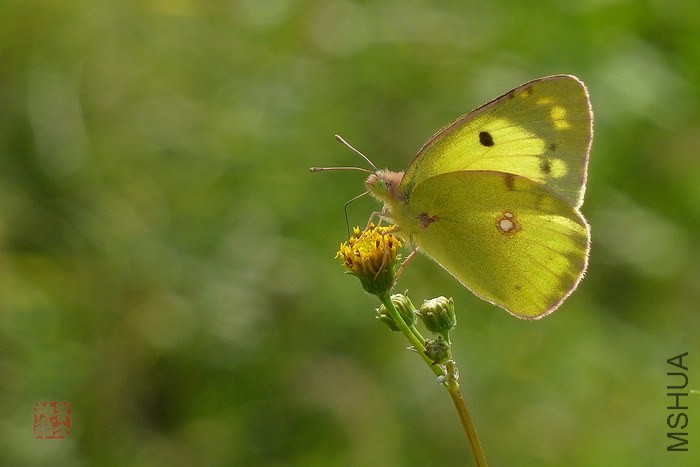 P1290559-�Ȼƶ��۵�.jpg
