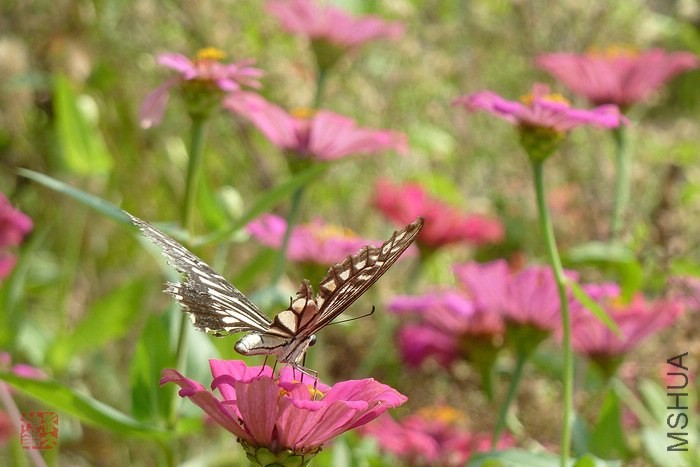 P1290546-���ٷ��.jpg