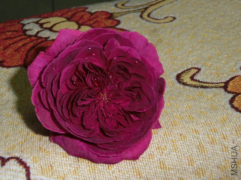 ɯʿ����2000_����.jpg