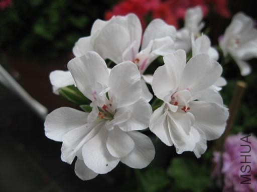 ��ʥŮ��¡�����'Colonel Baden Powell'.JPG