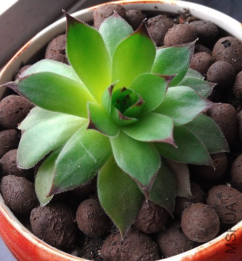 IMAG0454_����.jpg