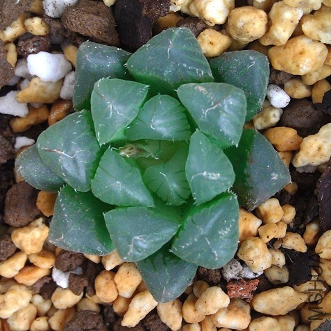 IMAG0501_����.jpg