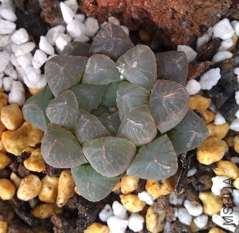 IMAG0502_����.jpg