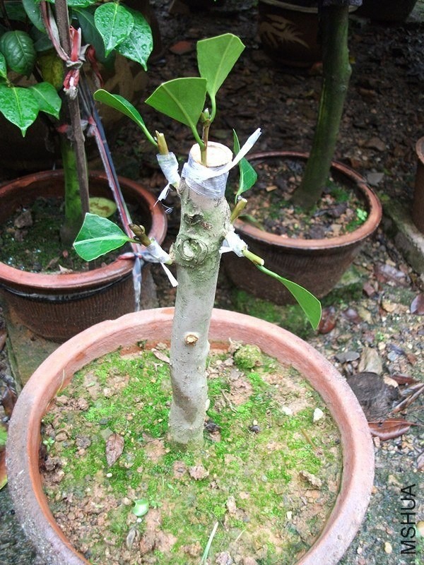 DSCF6430_����.jpg