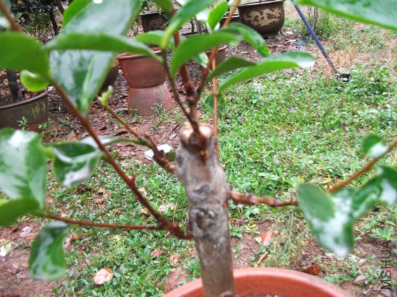 DSCF6656_����.jpg