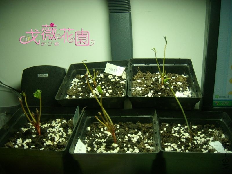 ͽ����צ����