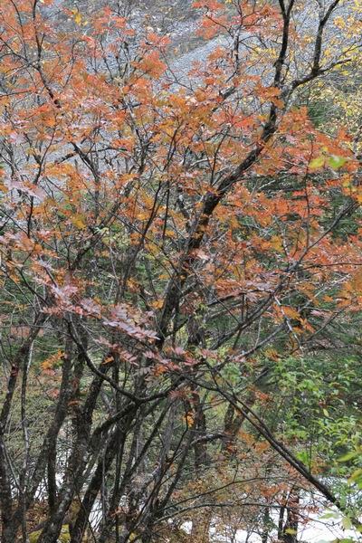 ʮһ��ľ��� (18).jpg