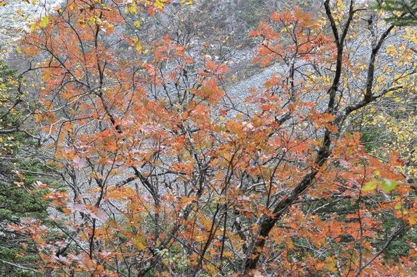 ʮһ��ľ��� (19).jpg