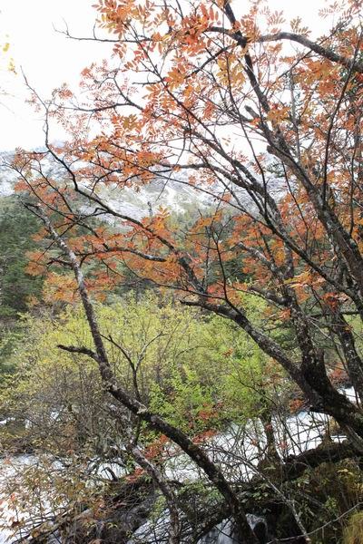 ʮһ��ľ��� (20).jpg