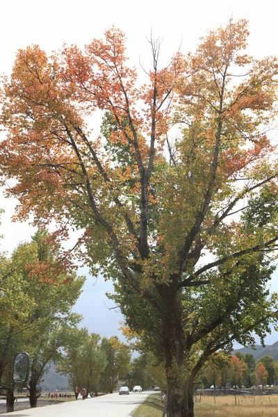 �¶��š����й� (4).JPG